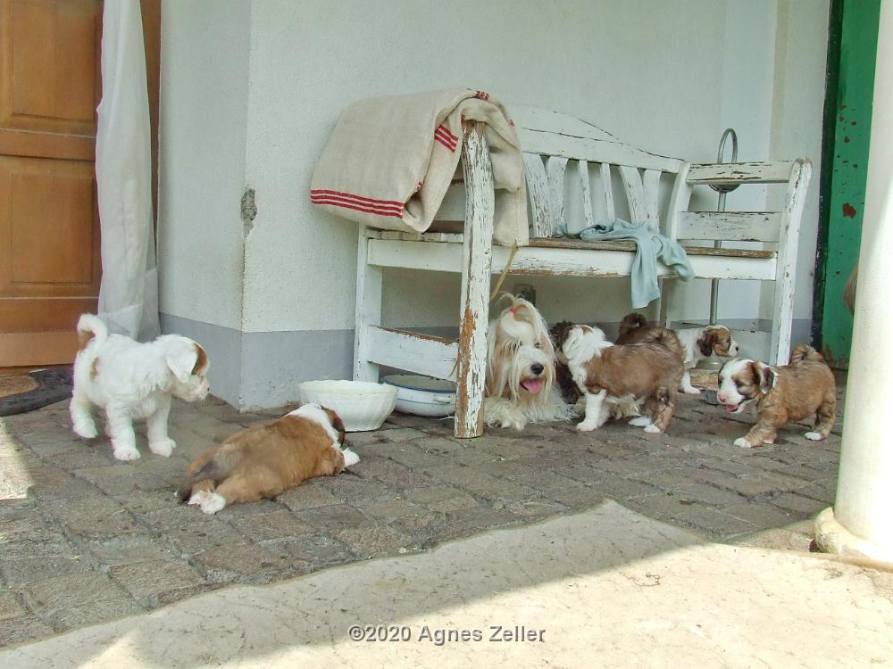 Tinghsa Bells Tibetan Terrier 0289