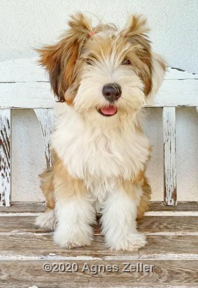 Tinghsa Bells Tibetan Terrier Hima Laya 3