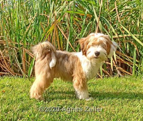 Tinghsa Bells Tibetan Terrier Hima Laya 4