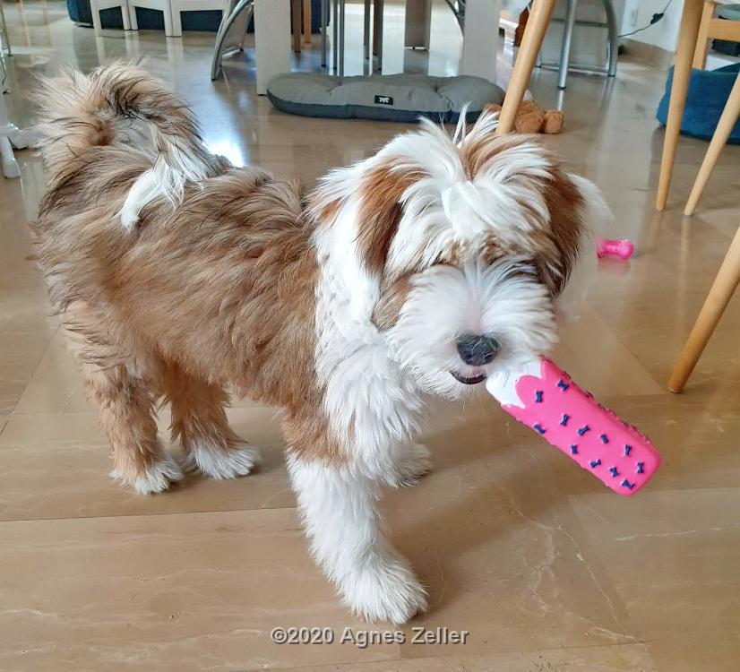 Tinghsa Bells Tibetan Terrier Romie