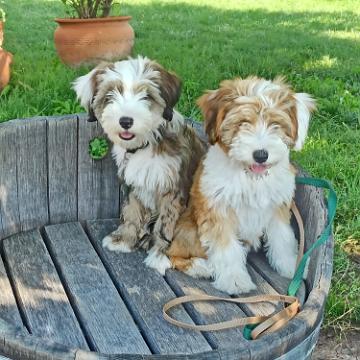 Tinghsa Bells Tibetan Terrier 0009