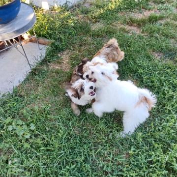 Tinghsa Bells Tibetan Terrier 0014