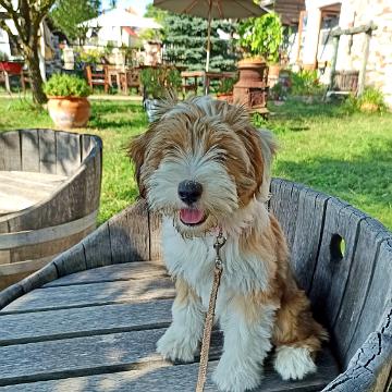 Tinghsa Bells Tibetan Terrier 0015