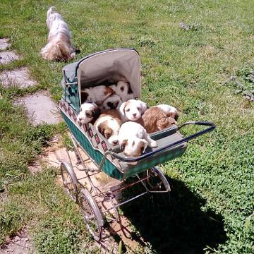 Tinghsa Bells Tibetan Terrier 0179