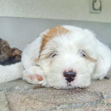 Tinghsa Bells Tibetan Terrier 0187