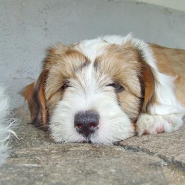 Tinghsa Bells Tibetan Terrier 0190