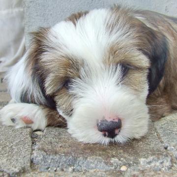 Tinghsa Bells Tibetan Terrier 0192