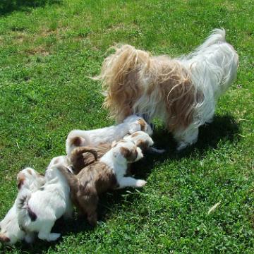 Tinghsa Bells Tibetan Terrier 0196