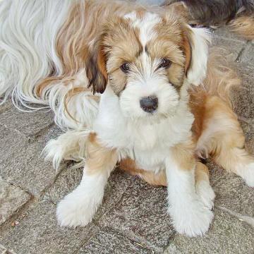 Tinghsa Bells Tibetan Terrier 0203