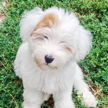 Tinghsa Bells Tibetan Terrier 0212