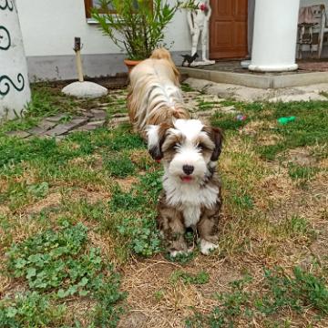 Tinghsa Bells Tibetan Terrier 0213