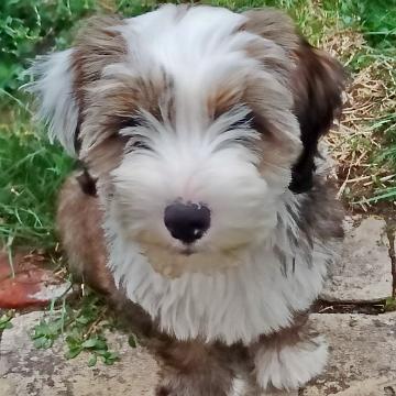 Tinghsa Bells Tibetan Terrier 0216