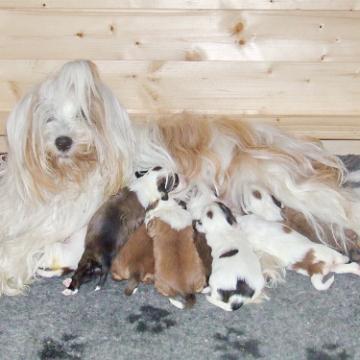 Tinghsa Bells Tibetan Terrier 0219