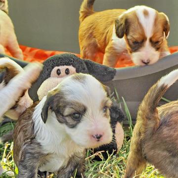 Tinghsa Bells Tibetan Terrier 0253