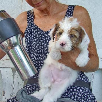 Tinghsa Bells Tibetan Terrier 0267