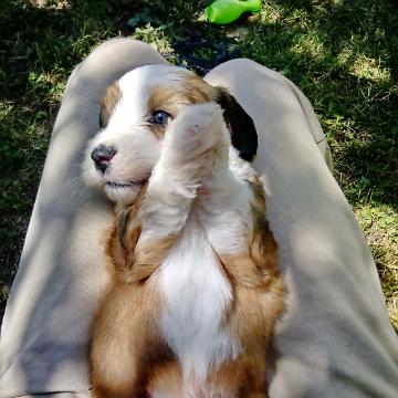 Tinghsa Bells Tibetan Terrier 0268