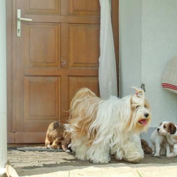 Tinghsa Bells Tibetan Terrier 0288