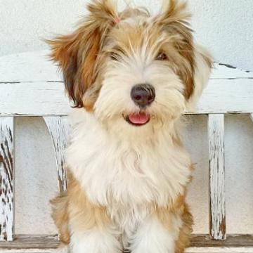 Tinghsa Bells Tibetan Terrier Hima Laya 3