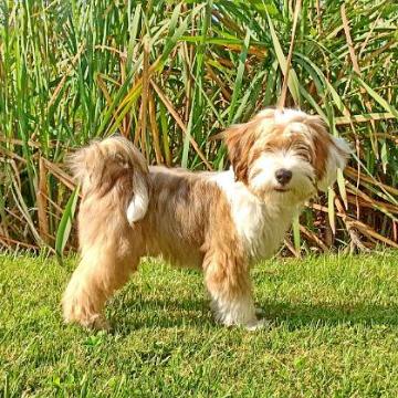 Tinghsa Bells Tibetan Terrier Hima Laya 4