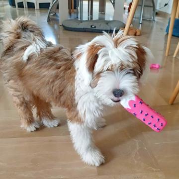 Tinghsa Bells Tibetan Terrier Romie