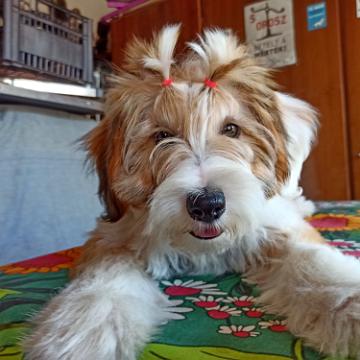 Tinghsa Bells Tibetan Terrier Pflege g