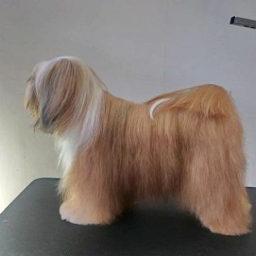 Tinghsa Bells Tibetan Terrier Pflege q