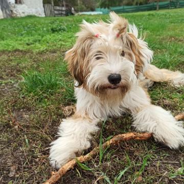 Tibetan Terrier - Tinghsa Bells Hima Laya 1