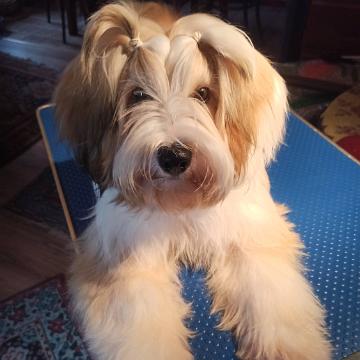 Tibetan Terrier - Tinghsa Bells Hima Laya 5