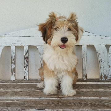 Tinghsa Bells Tibetan Terrier Hima Laya 03