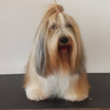 Tinghsa Bells Tibetan Terrier 0004