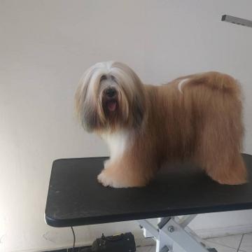 Tinghsa Bells Tibetan Terrier 0103