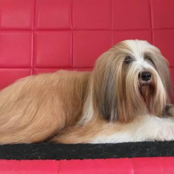 Tinghsa Bells Tibetan Terrier 0111