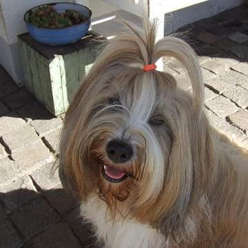 Tinghsa Bells Tibetan Terrier 0113