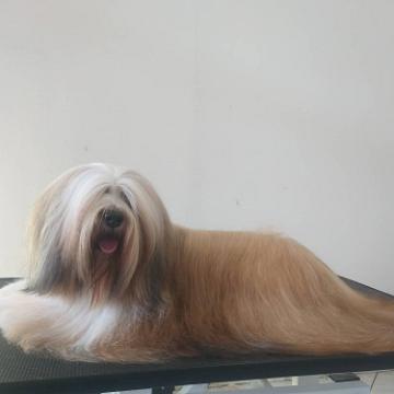 Tinghsa Bells Tibetan Terrier 0115