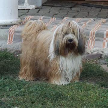 Tinghsa Bells Tibetan Terrier Honey 1