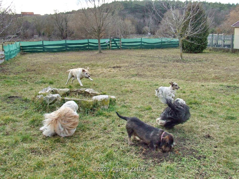 Hundepension 065