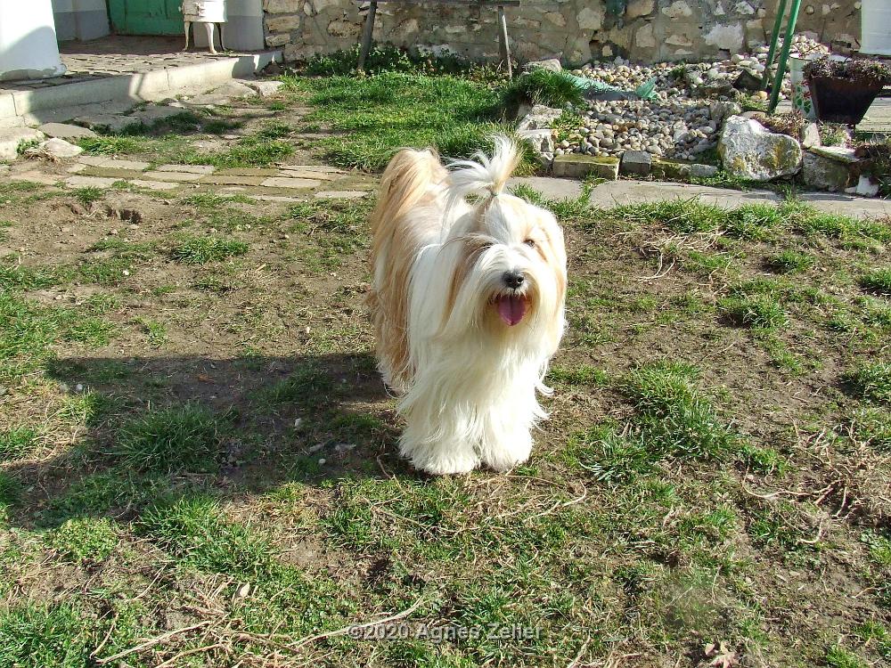 Hundepension 089