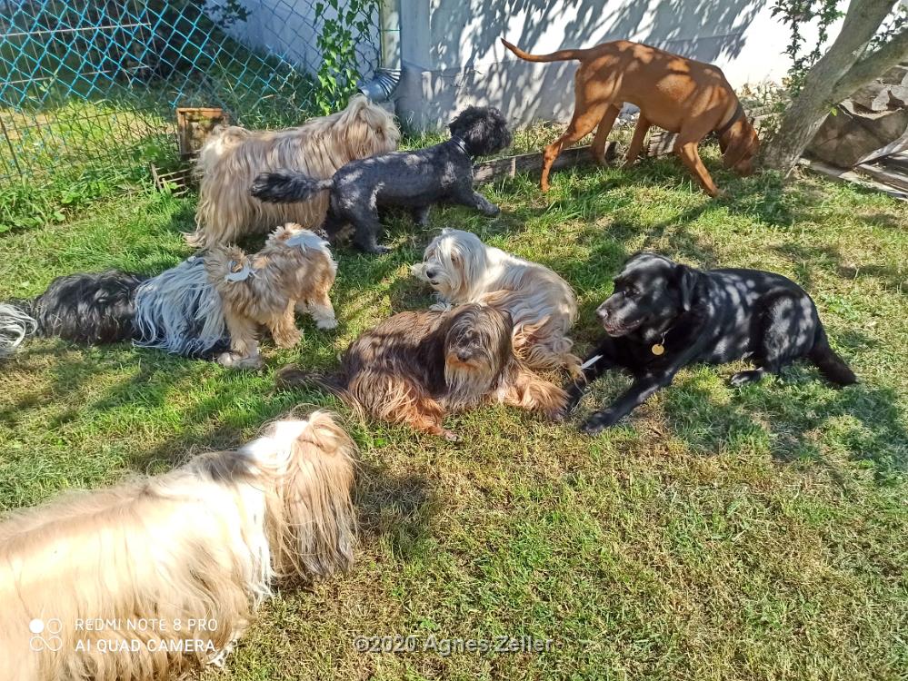 Tinghsa Bells Tibetan Terrier 0013