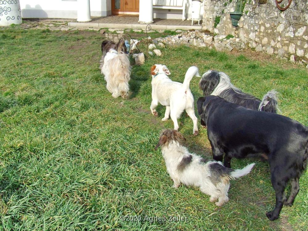 Tinghsa Bells Tibetan Terrier 0301