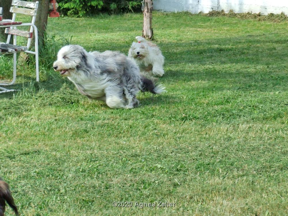 Tinghsa Bells Tibetan Terrier 0303