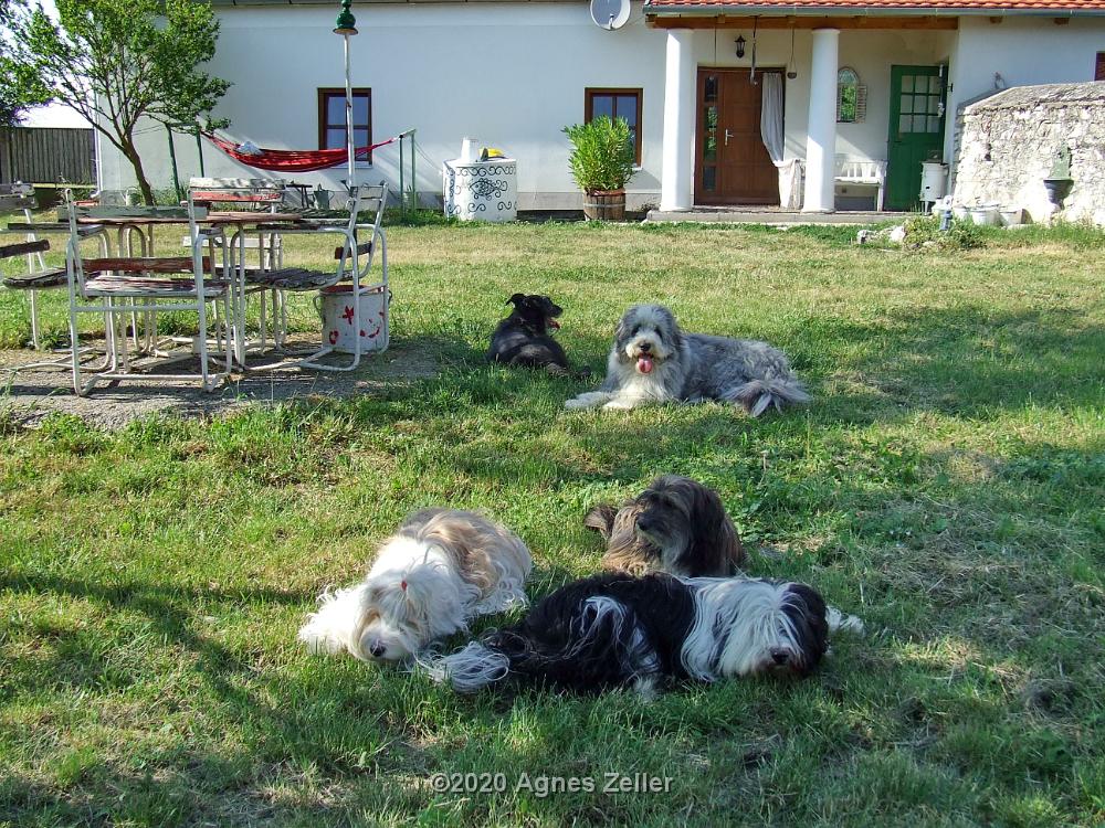 Tinghsa Bells Tibetan Terrier 0304