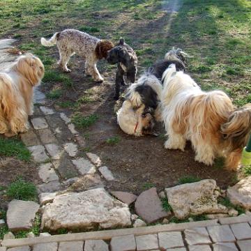 Hundepension 035