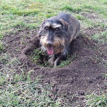 Hundepension 073