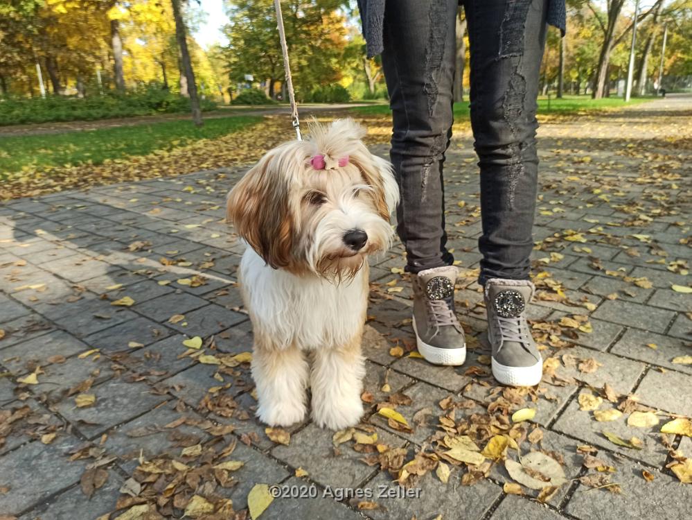 Tinghsa Bells Tibetan Terrier 0331
