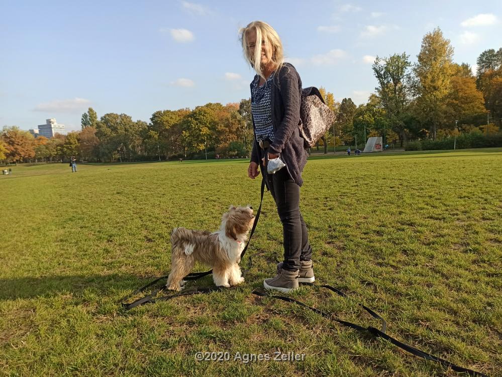 Tinghsa Bells Tibetan Terrier 0334