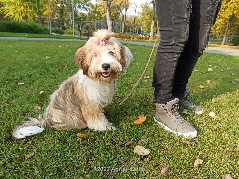 Tinghsa Bells Tibetan Terrier 0335