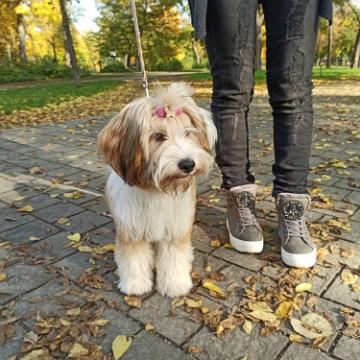 Tinghsa Bells Tibetan Terrier 0331