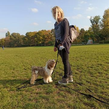 Tinghsa Bells Tibetan Terrier 0334