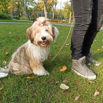 Tinghsa Bells Tibetan Terrier 0335
