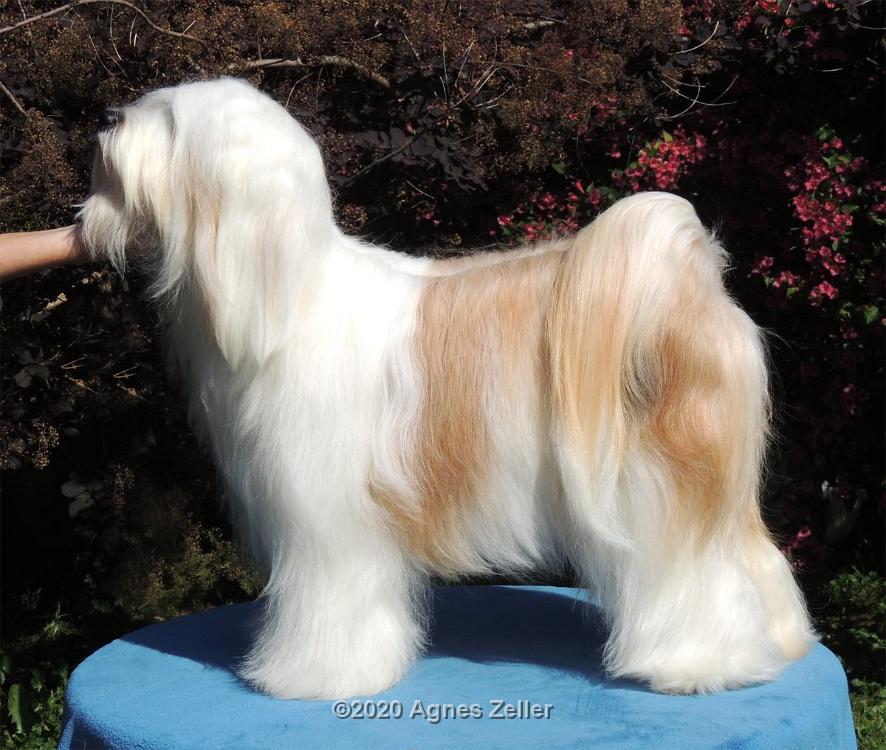 Tinghsa Bells Tibetan Terrier 0084